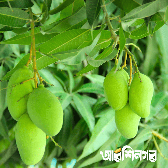 🌿 আম্রপালি (Naogaon-Sapahar Amrapali) ৪০কেজি - Image 4