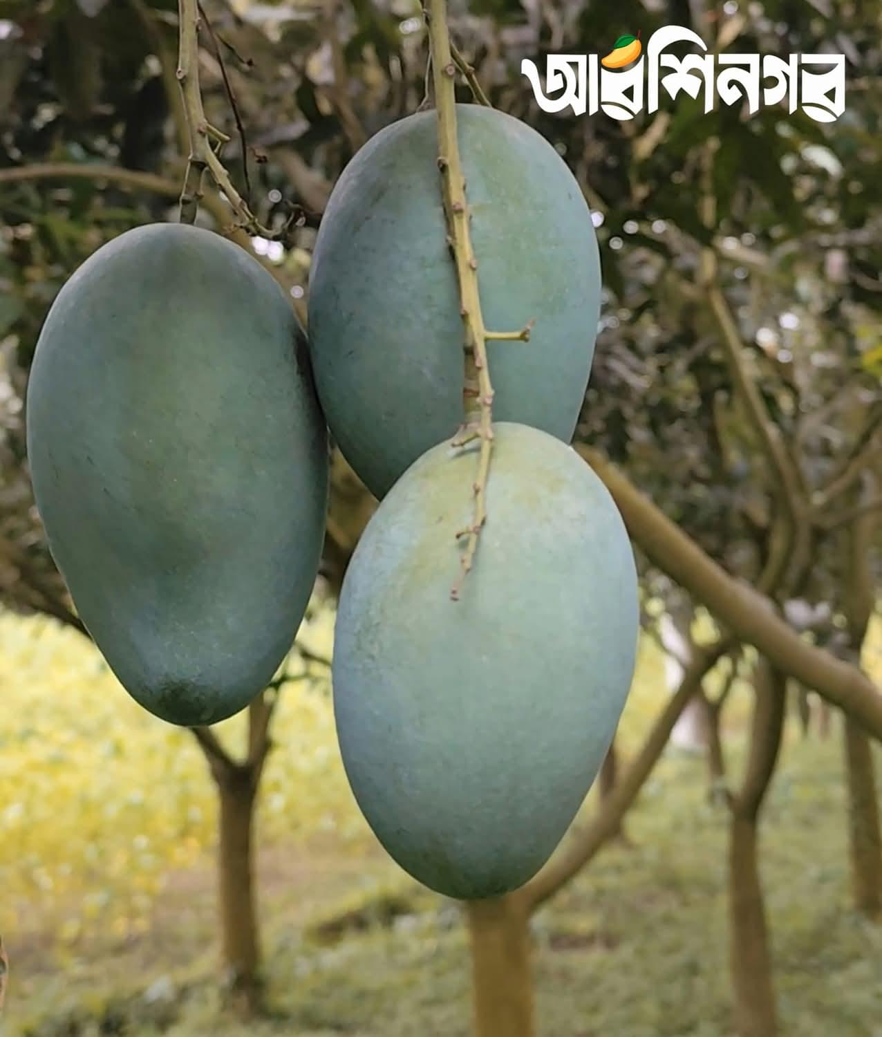 🌿 আম্রপালি (Naogaon-Sapahar Amrapali) ২০ কেজি