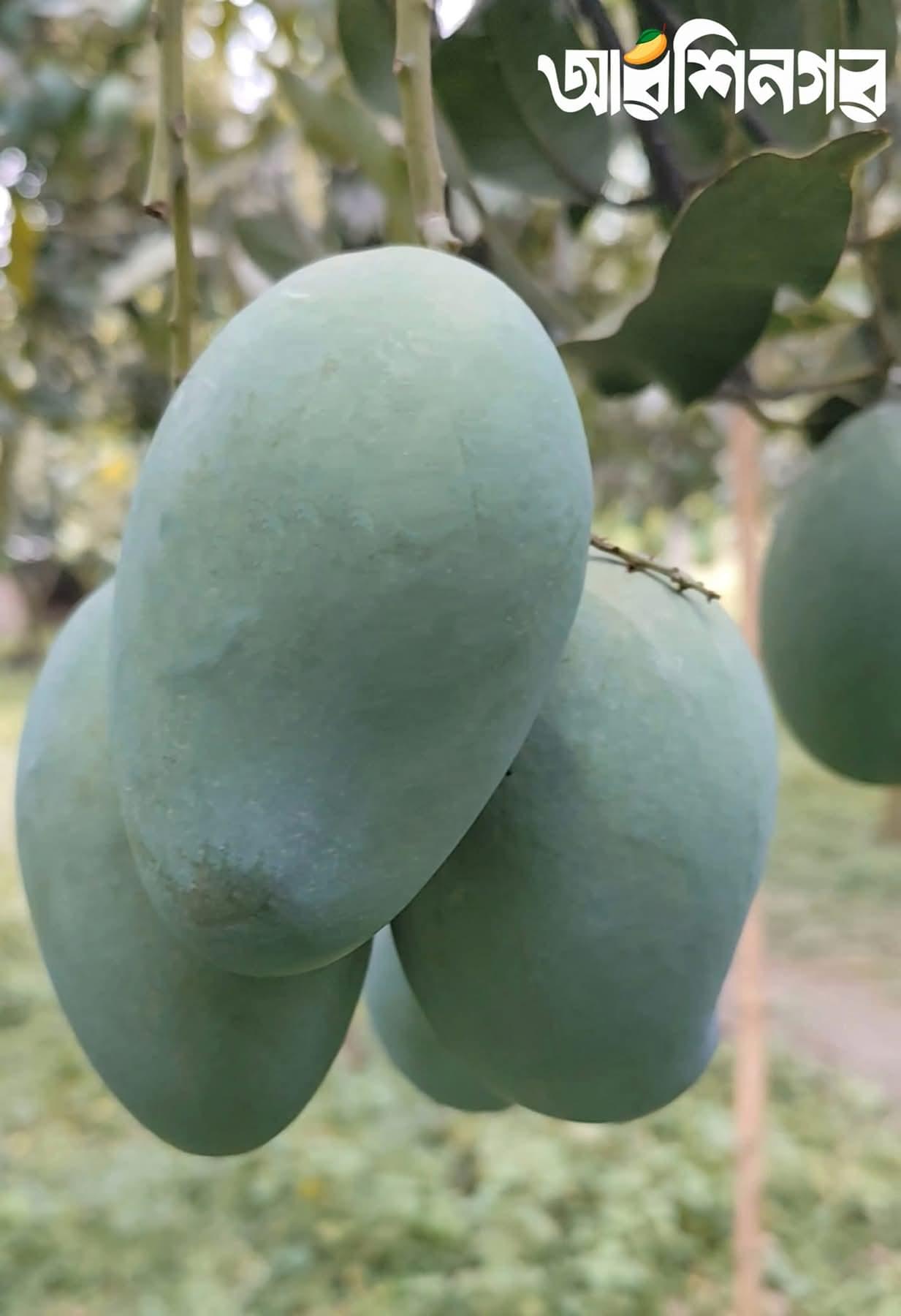 🌿 আম্রপালি (Naogaon-Sapahar Amrapali) ১০ কেজি