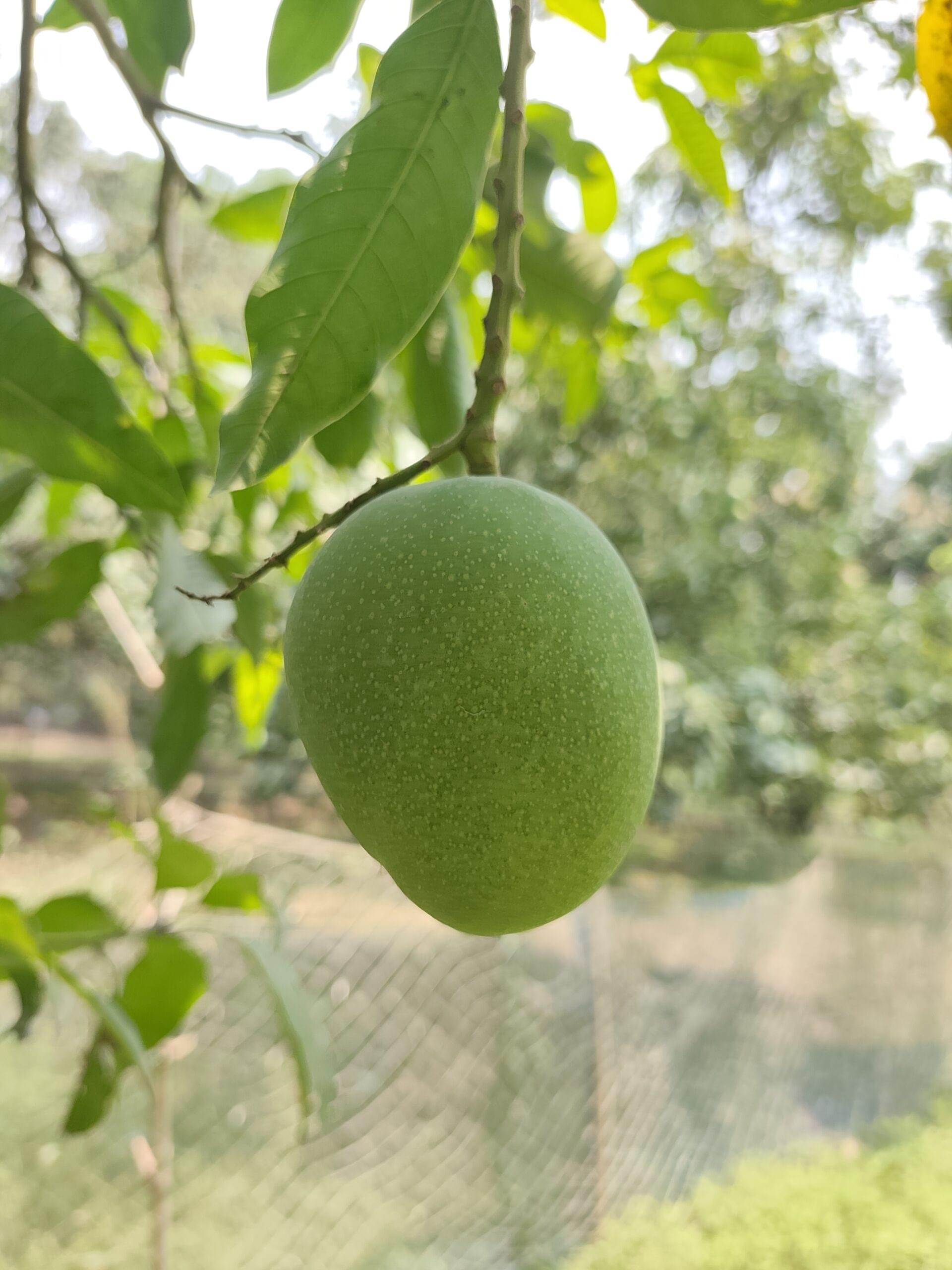 🌿 খিরসাপাত (Chapai Nawabganj Khirsapat) ২০কেজি
