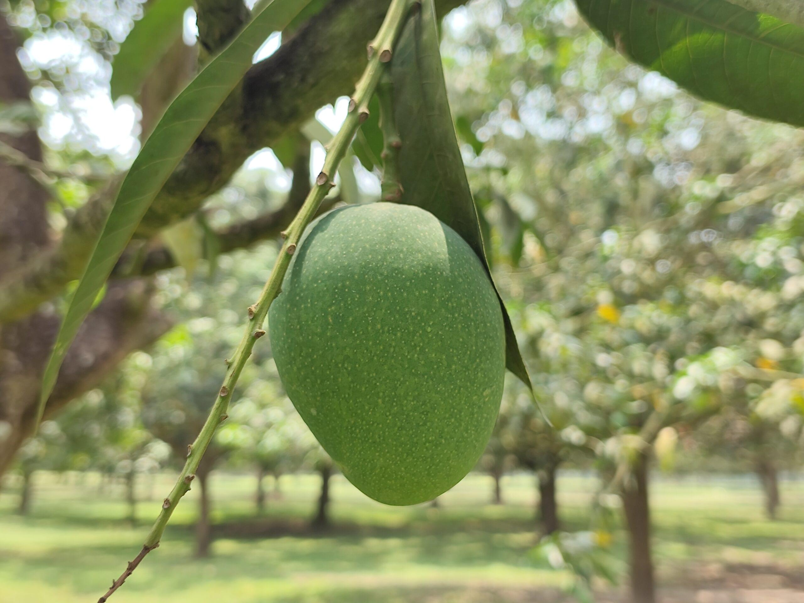 🌿 খিরসাপাত (Chapai Nawabganj Khirsapat) ১০কেজি - Image 4