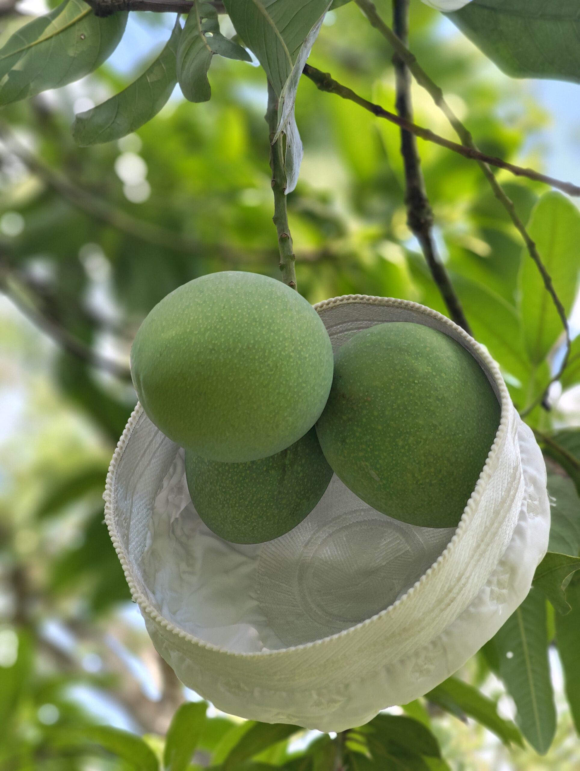 🌿 খিরসাপাত (Chapai Nawabganj Khirsapat) ৪০কেজি - Image 4