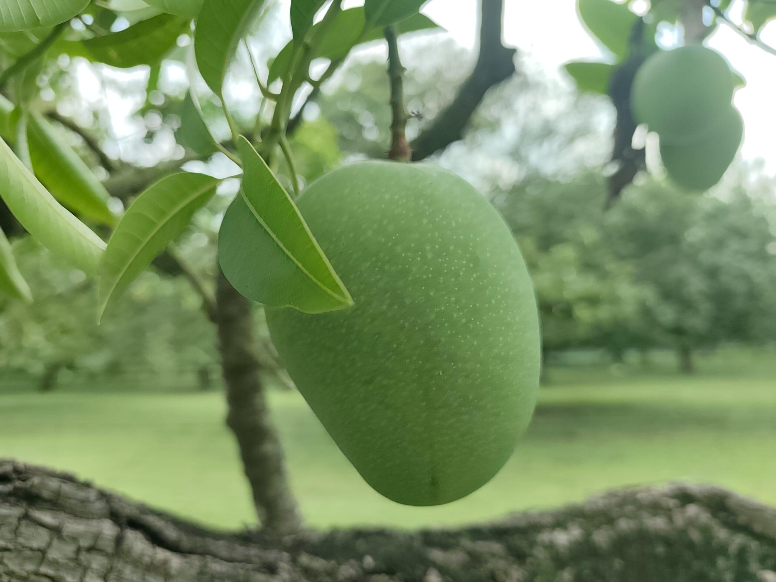 🌿 খিরসাপাত (Chapai Nawabganj Khirsapat) ১০কেজি - Image 5