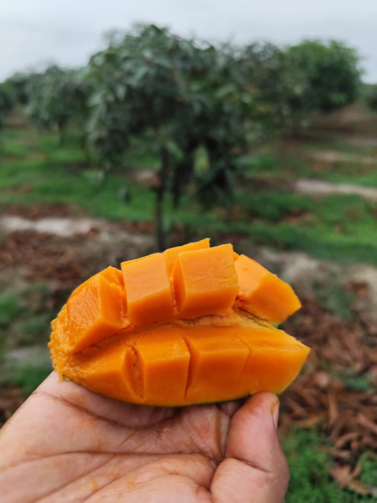 🌿 আম্রপালি (Naogaon-Sapahar Amrapali) ৪০কেজি - Image 9