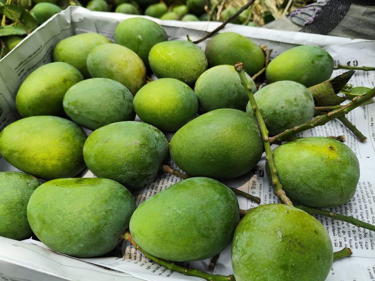 🌿 খিরসাপাত (Chapai Nawabganj Khirsapat) ২০কেজি - Image 5