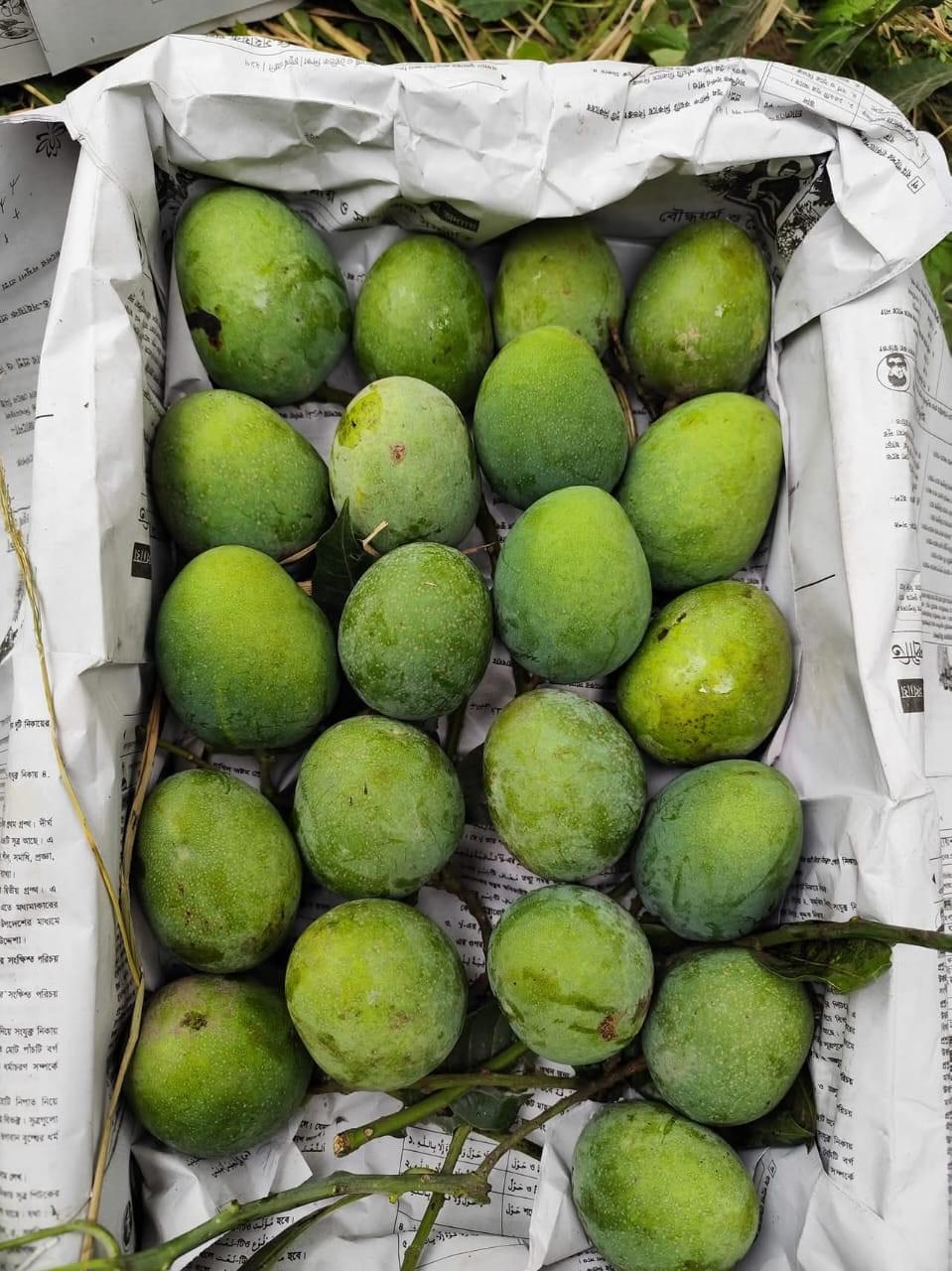 🌿 খিরসাপাত (Chapai Nawabganj Khirsapat) ২০কেজি - Image 6