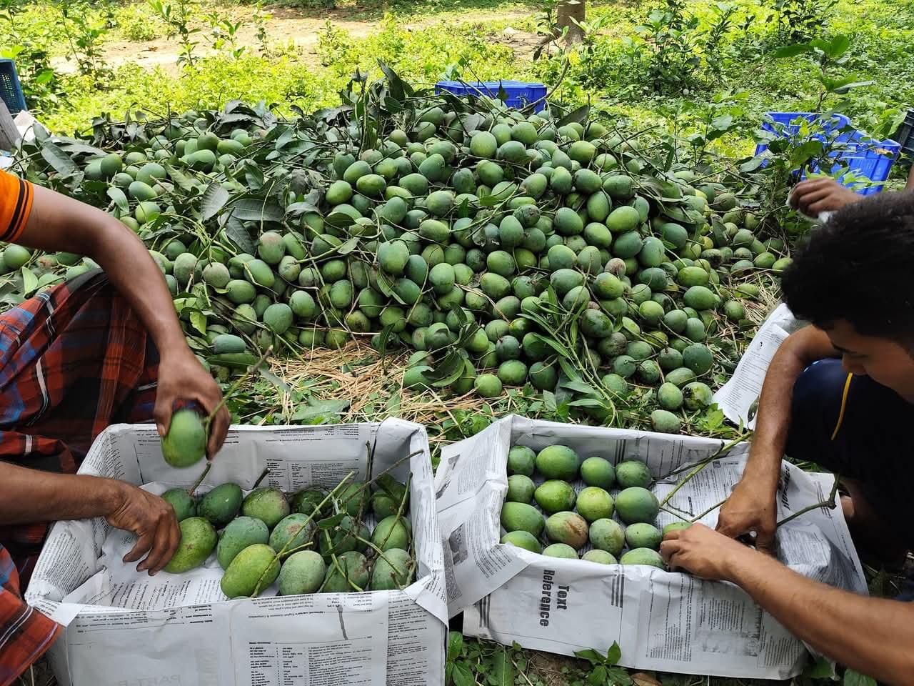 🌿 খিরসাপাত (Chapai Nawabganj Khirsapat) ২০কেজি - Image 7