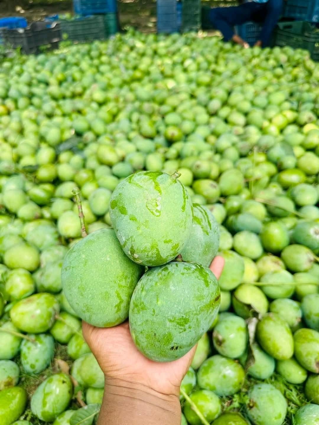 đŋ āĻāĻŋāϰāϏāĻžāĻĒāĻžāϤ (Chapai Nawabganj Khirsapat) ā§Šā§ĻāĻā§āĻāĻŋ - Image 5