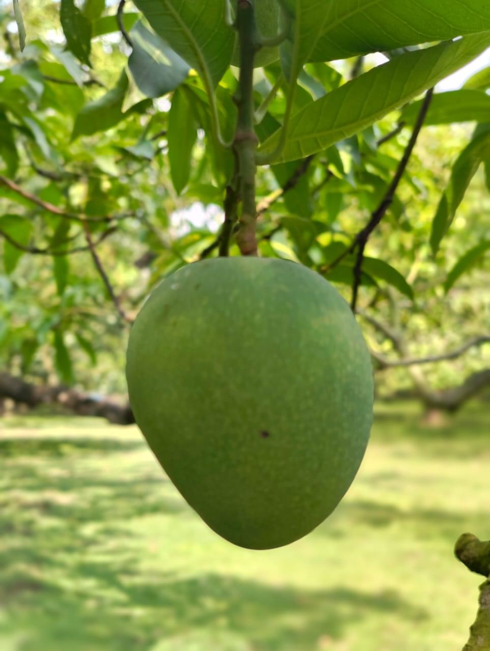 🌿 খিরসাপাত (Chapai Nawabganj Khirsapat) ২০কেজি - Image 8