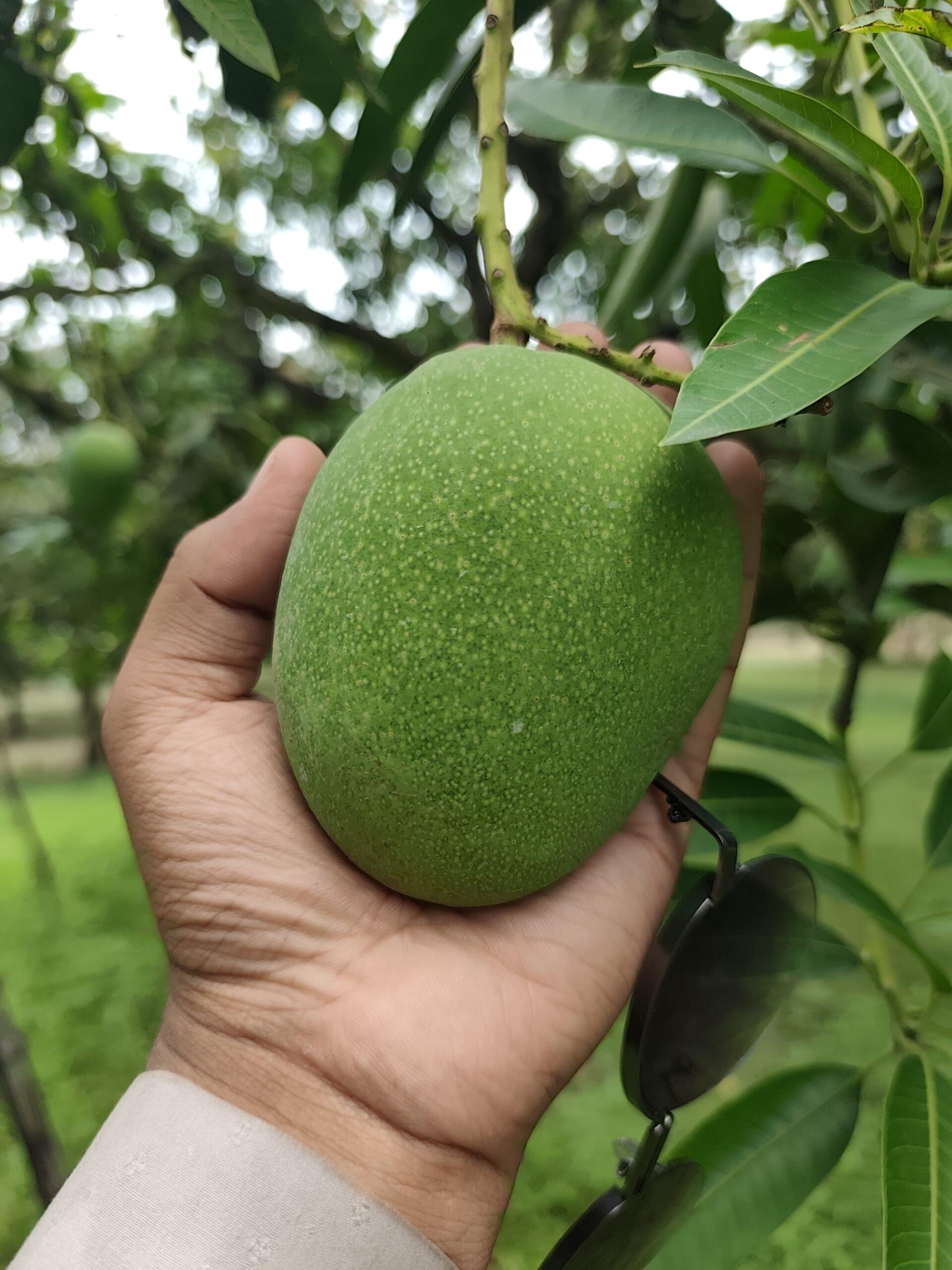 🌿 খিরসাপাত (Chapai Nawabganj Khirsapat) ১০কেজি