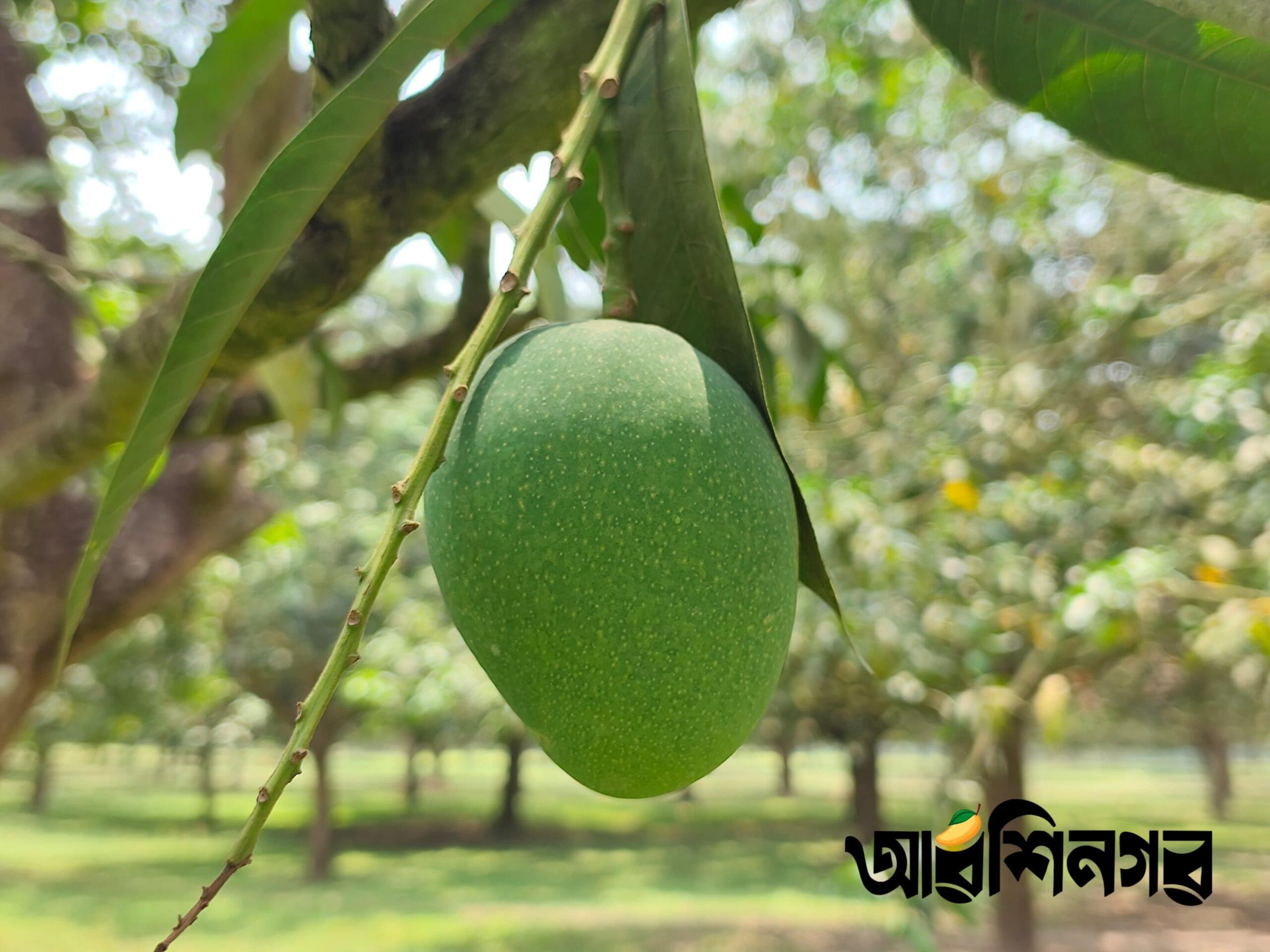 🌿 খিরসাপাত (Chapai Nawabganj Khirsapat) ২০কেজি - Image 9