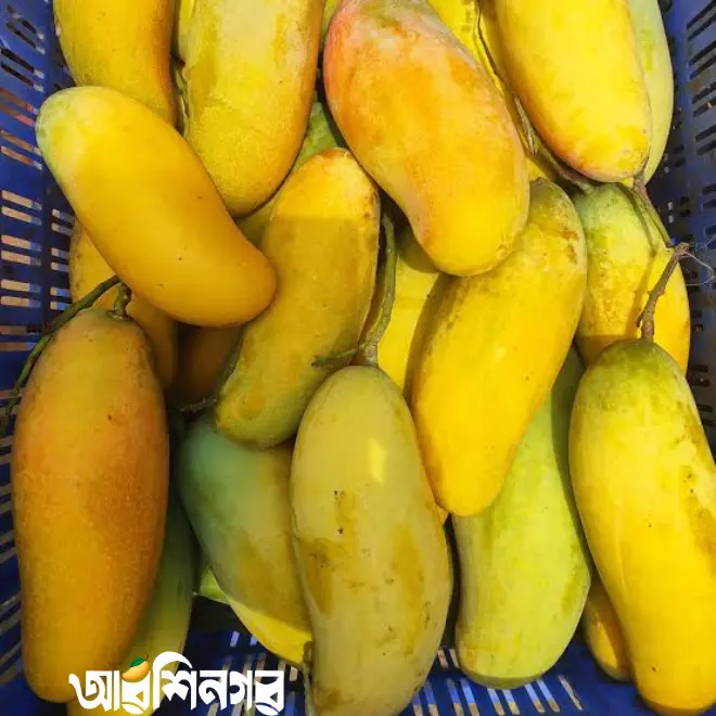 🥭ব্যানানা মেঙ্গো (Banana Mango) – প্রাকৃতিক স্বাদের ঘ্রাণময় রাজা! ১০ কেজি