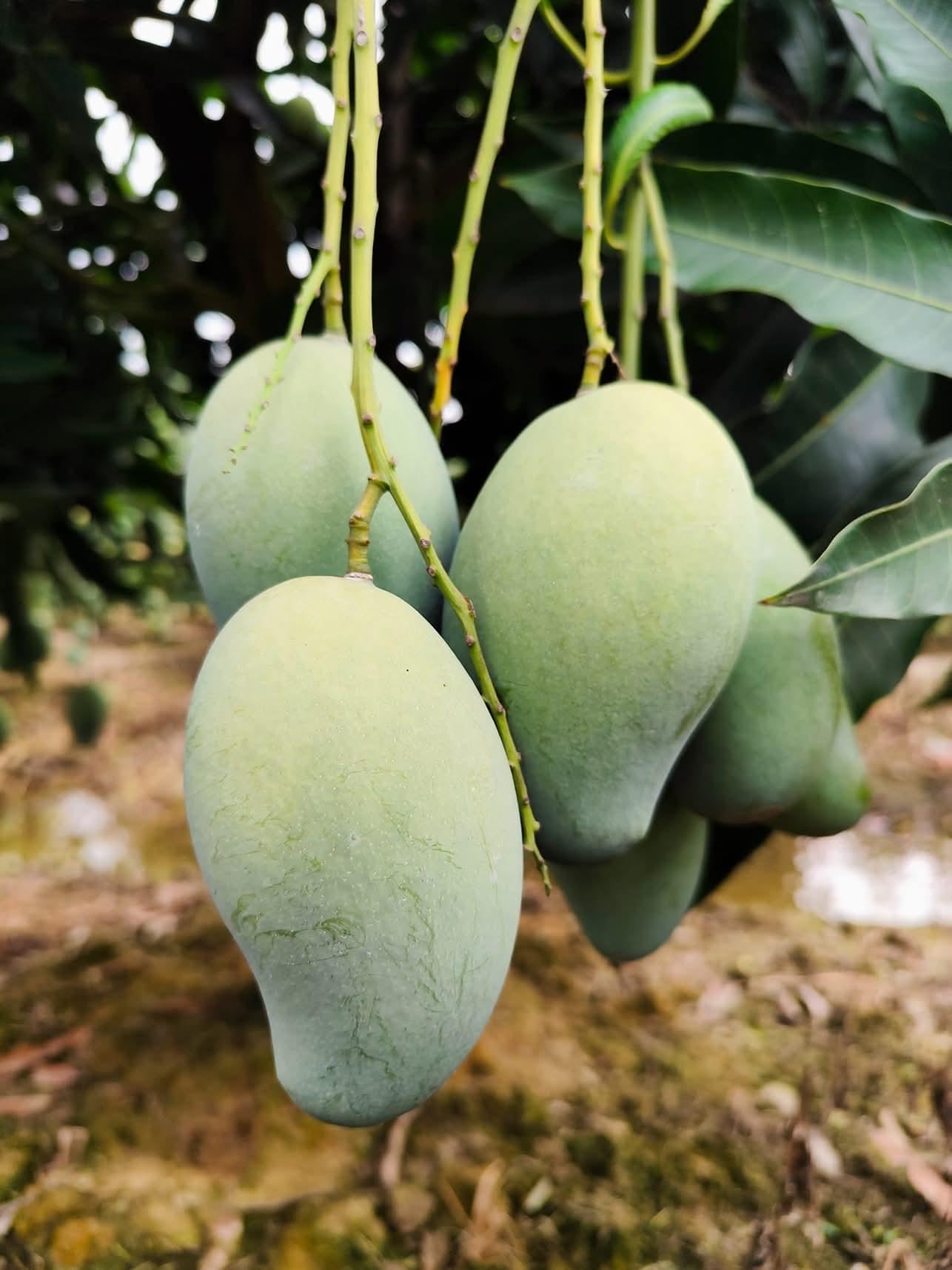 🌿 আম্রপালি (Naogaon-Sapahar Amrapali) ৩০ কেজি